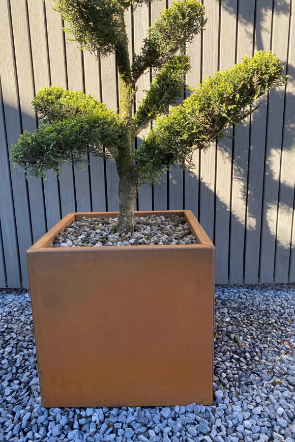 Plantenbak in voorgeroest cortenstaal 50 x 50 x 50 cm